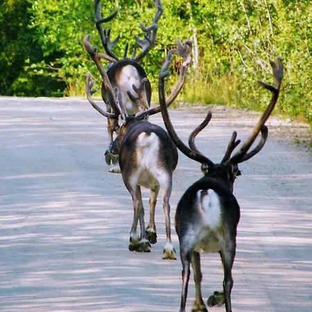 Aurorastone, Lapland, Finland * Veskoniemi